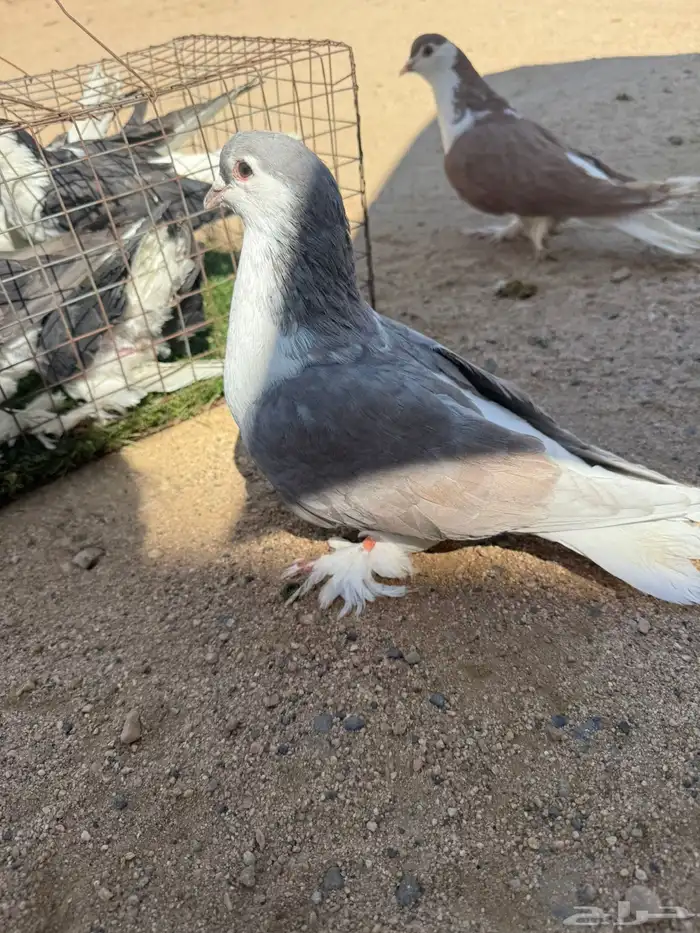 حمام بكستاني و فرنسي 2