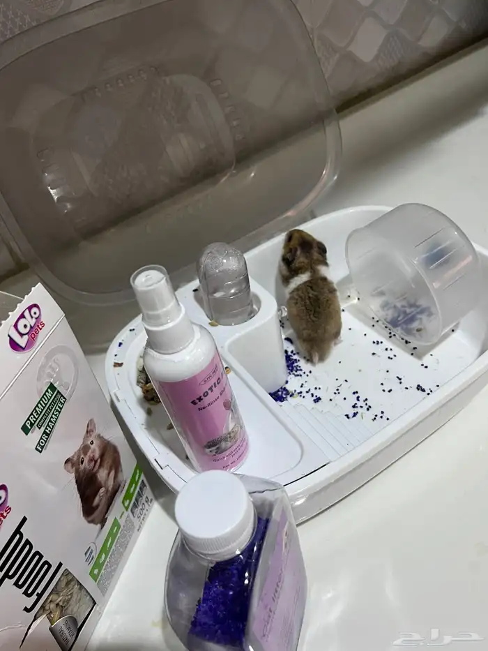 هامستر سوري 1