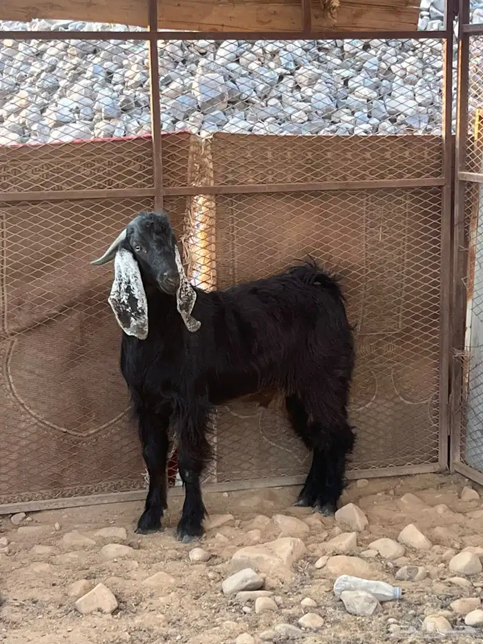 تيس عارضي مشروع فحل صنف الصنف 7