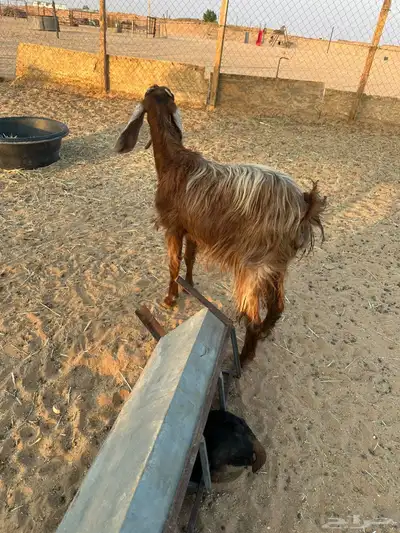 معزا تحتها 6 index