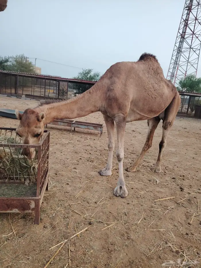 نياق للبيع دوقة المظيلف 1