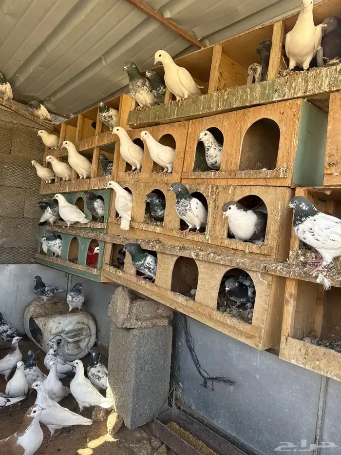 حمام بكستاني و فرنسي 4