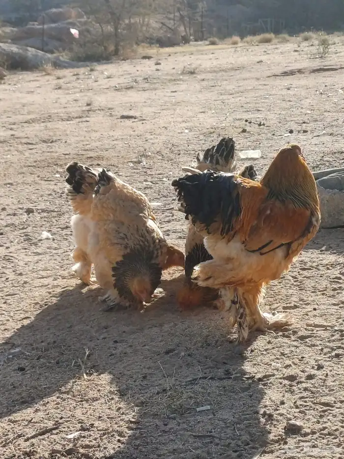 دجاج براهما مستويات طيبه للبيع . 3