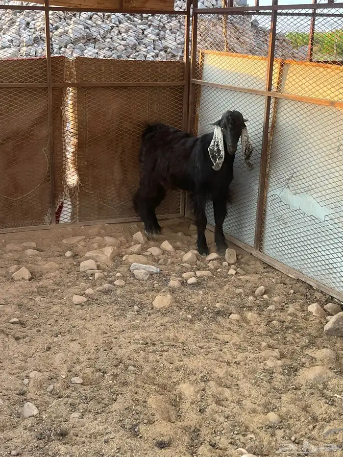 تيس عارضي مشروع فحل صنف الصنف 2