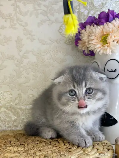 قطوه (سكوتش فولد العمر 3 اشهر ) مع جميع مستلزماتها index