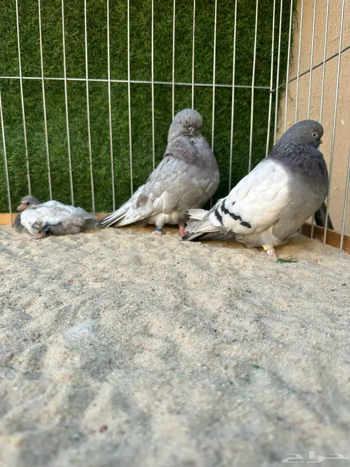 حمام لونق فيس كلين مستوى عالي 1