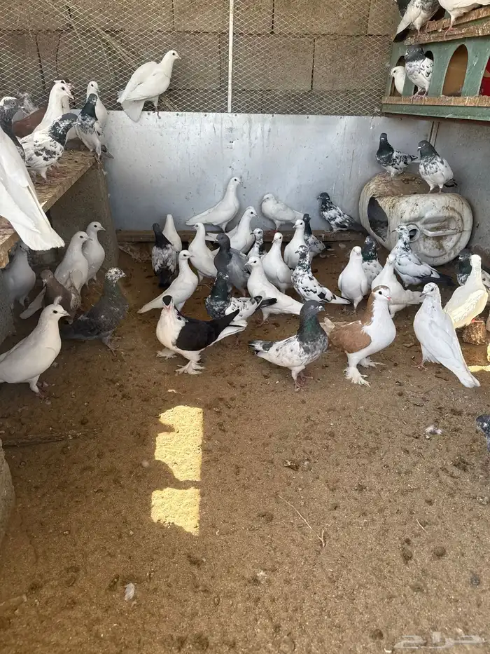 حمام بكستاني و فرنسي 3