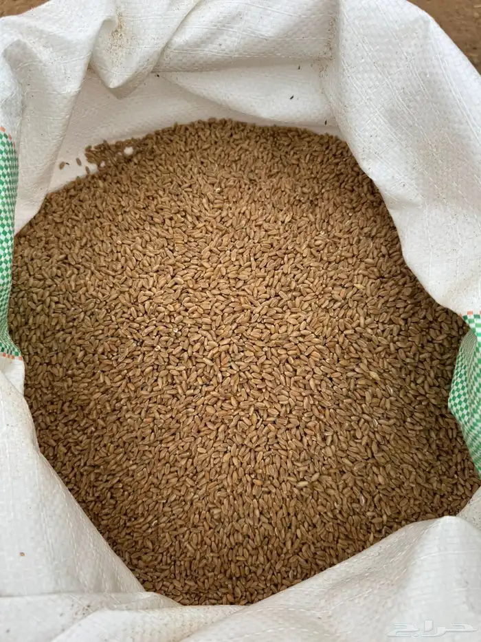 بذر قمح سميد 3