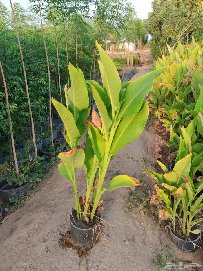 زرع وشتلات وانواع الشجر 16