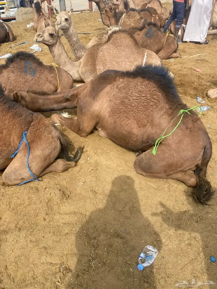 بعير حمر مشروط ضراب وعشار 28