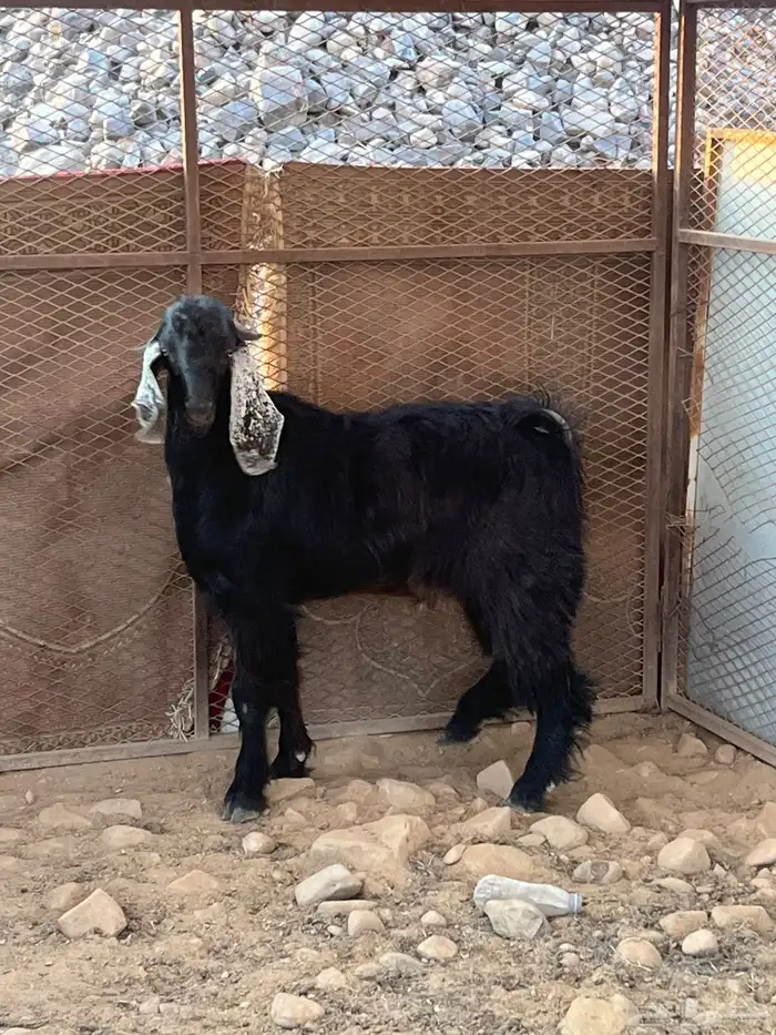 تيس عارضي مشروع فحل صنف الصنف 6