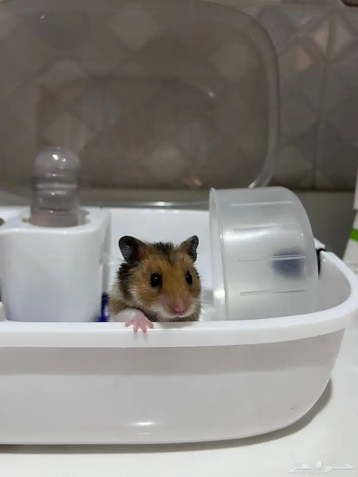 هامستر سوري 0