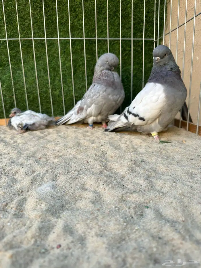 حمام لونق فيس كلين مستوى عالي 3