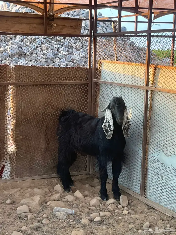 تيس عارضي مشروع فحل صنف الصنف 3