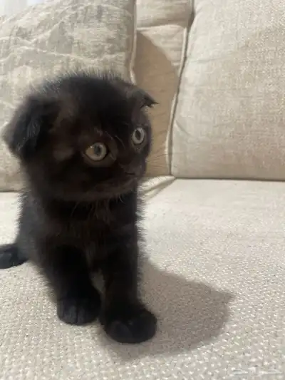 قطط مكس سكوتش وشيرازي index