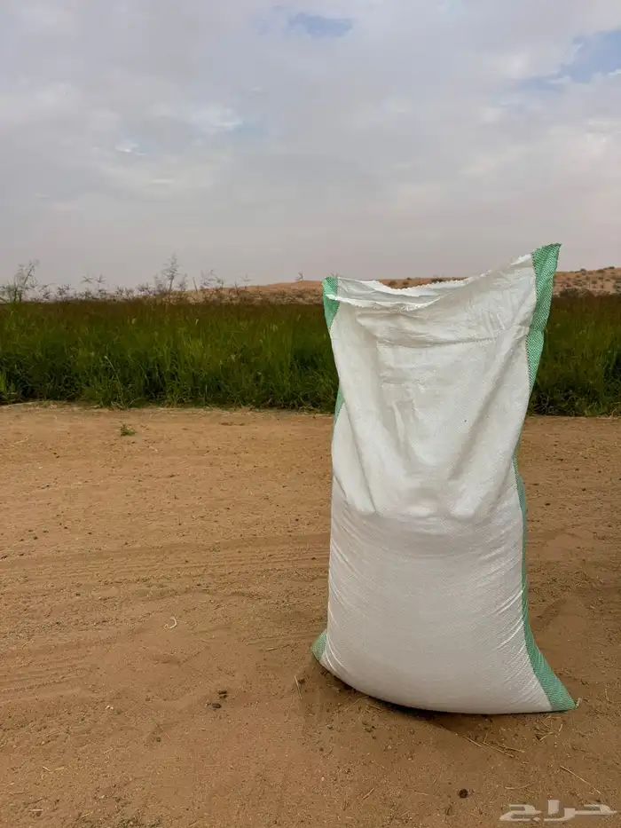 بذر قمح سميد 0