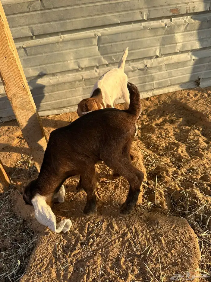 معزا تحتها 6 3