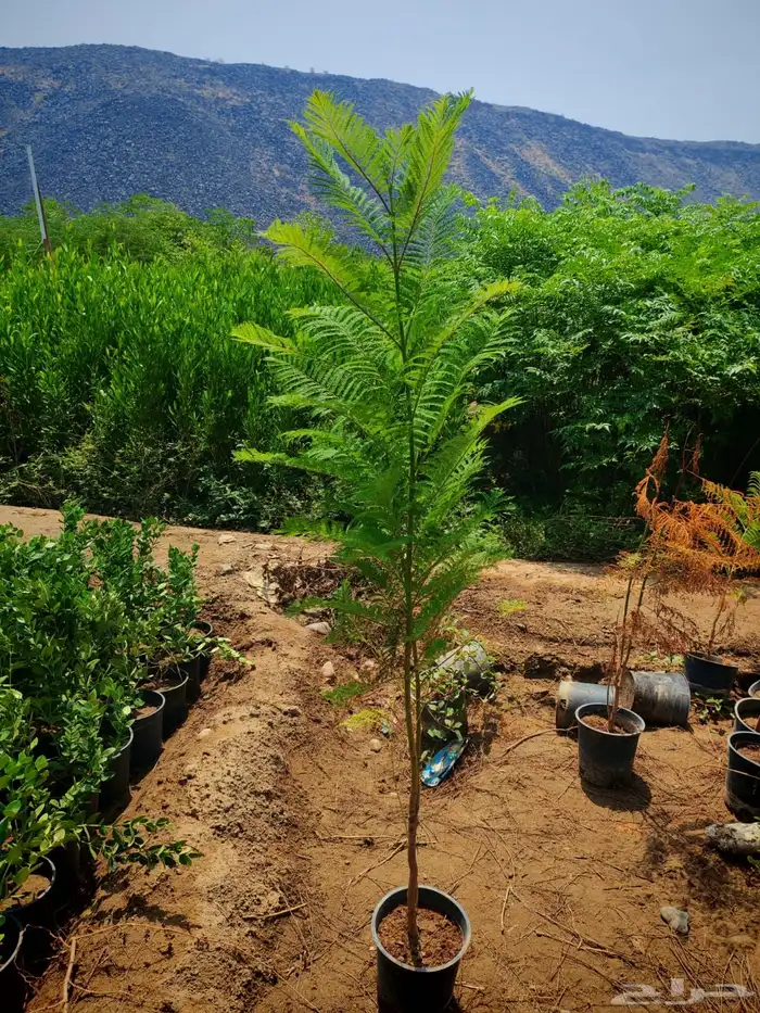 زرع وشتلات وانواع الشجر 14