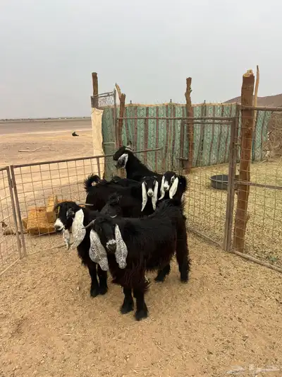 تيوس مخاصي جبره index