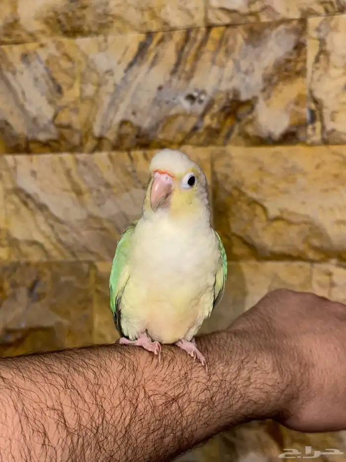 كنيور مون شيك تم البيع 0