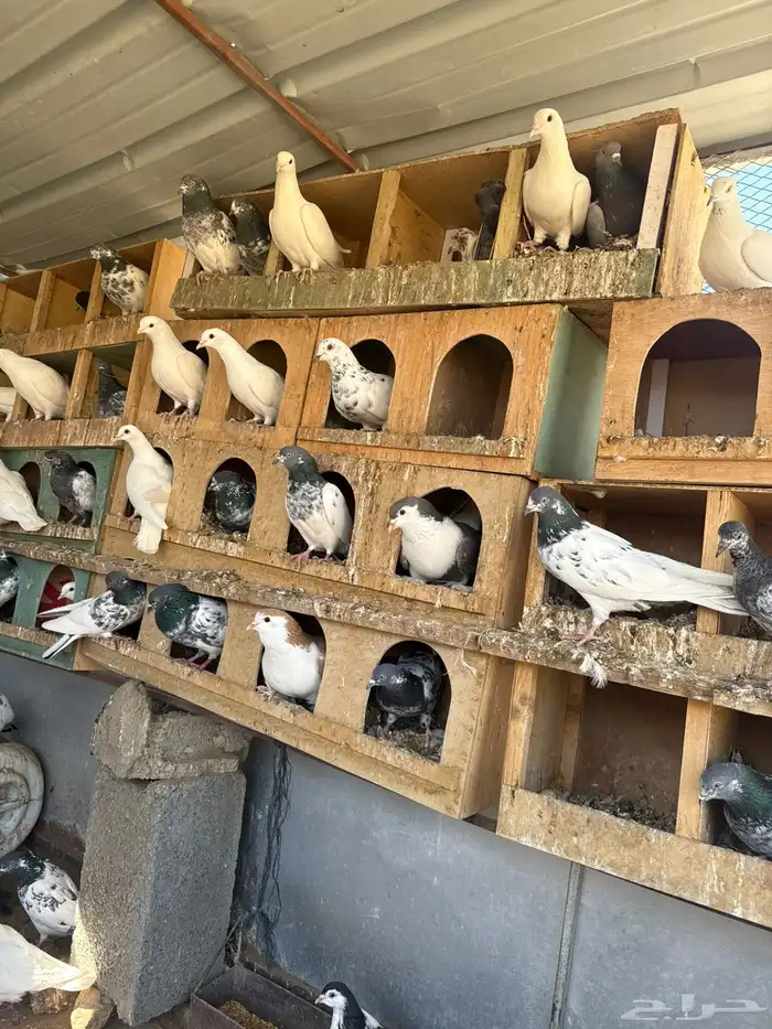 حمام بكستاني و فرنسي 6