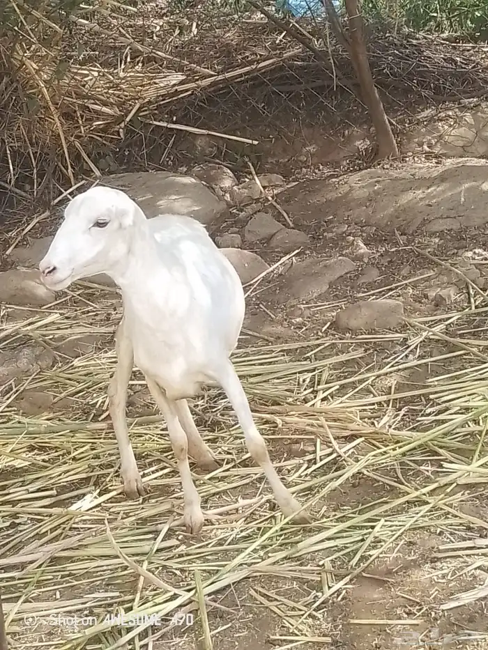 رحله للبيع 1