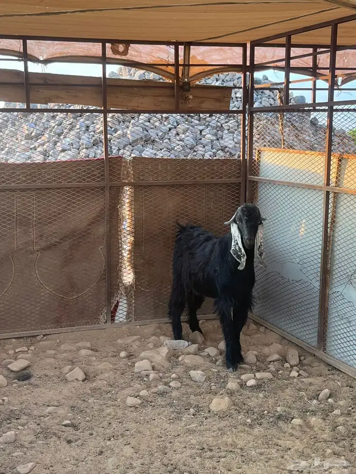 تيس عارضي مشروع فحل صنف الصنف 1