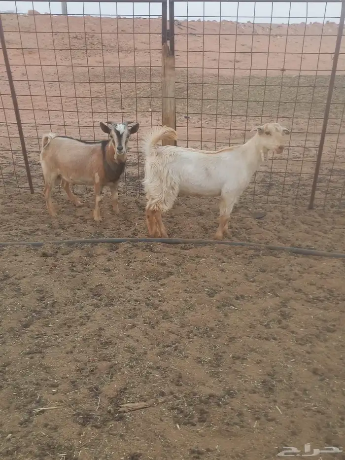 تيوس جنوبيه الي يبي يفحل اويدبح 0