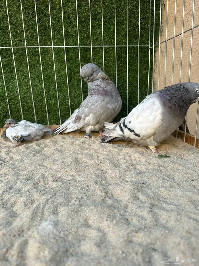 حمام لونق فيس كلين مستوى عالي 2