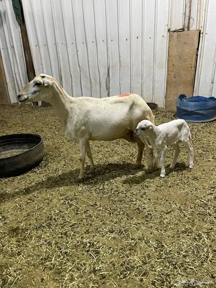 شاه تحتها رخل 0