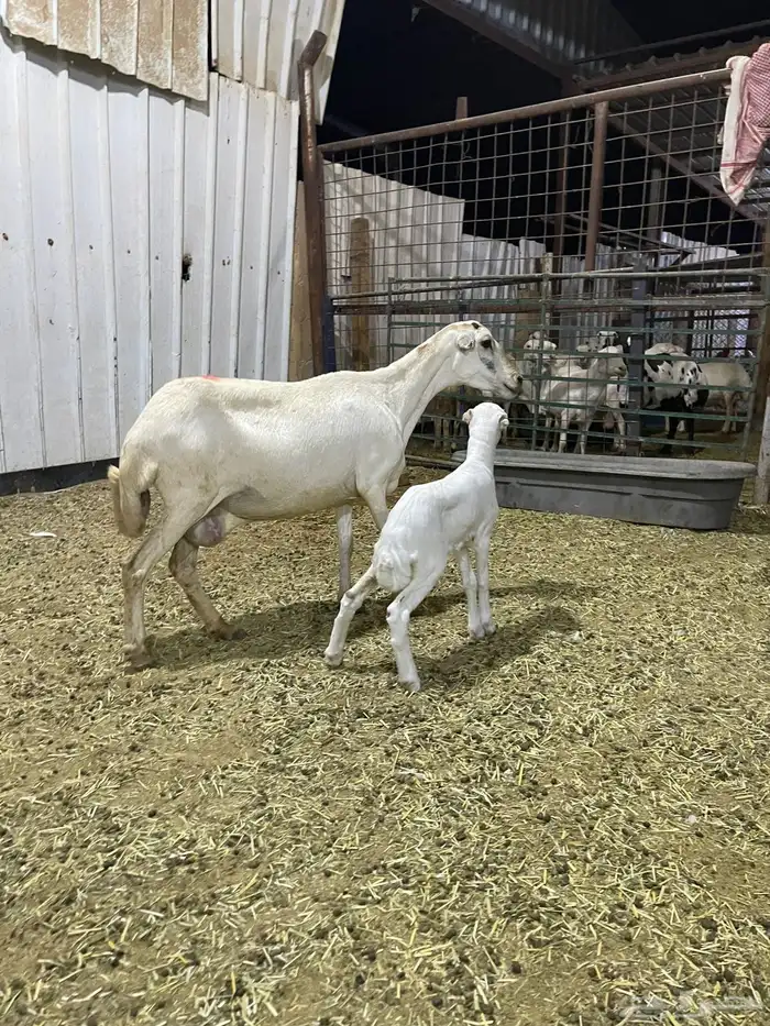 شاه تحتها رخل 1