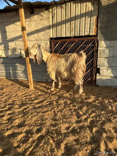 معزا تحتها 6 index