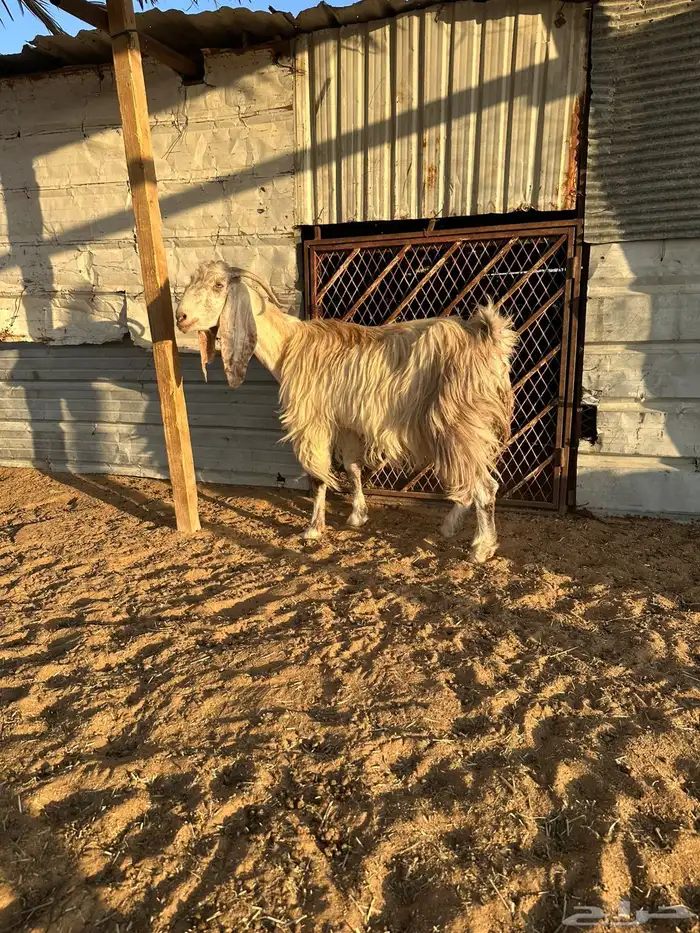 معزا تحتها 6 1