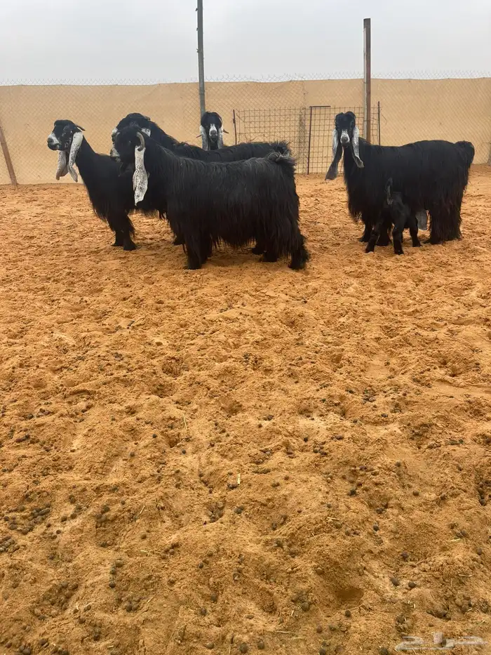 للبيع معزا عوارض فواخر 1