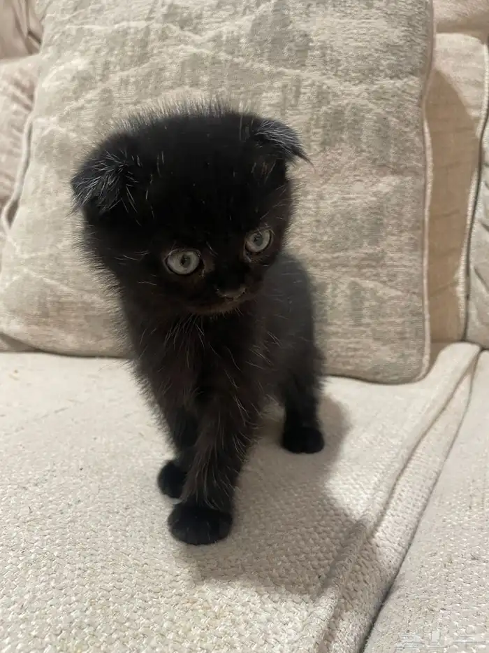 قطط مكس سكوتش وشيرازي 3