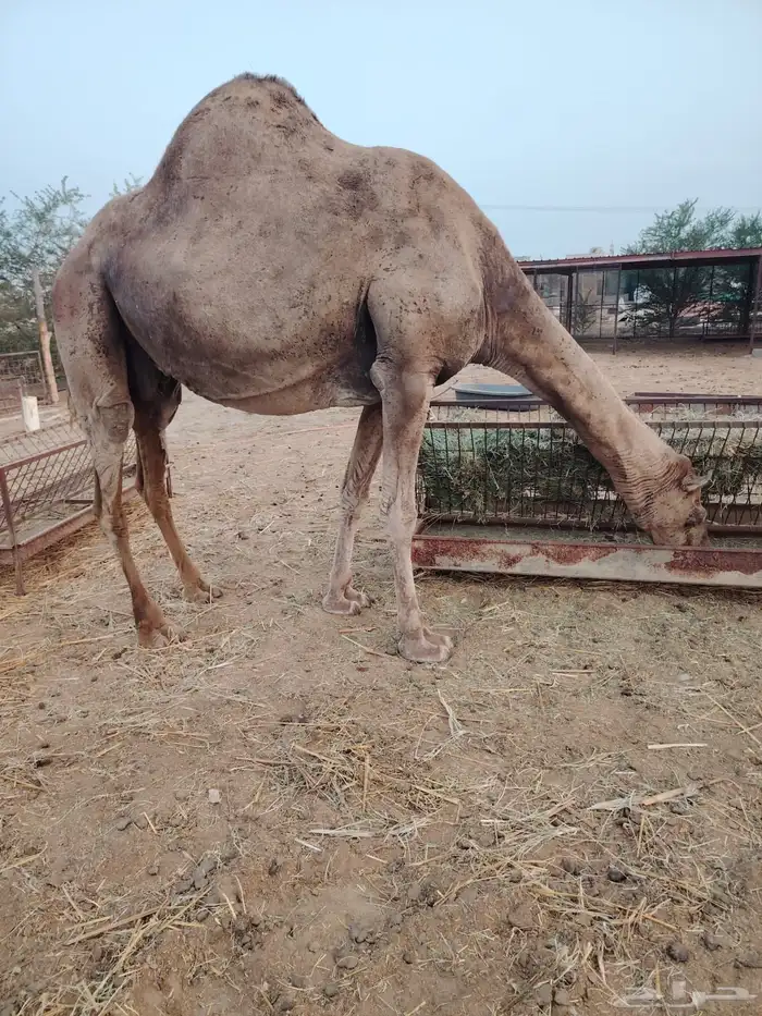 نياق للبيع دوقة المظيلف 0