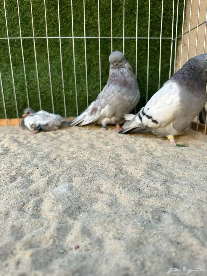 حمام لونق فيس كلين مستوى عالي 4