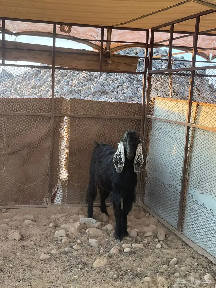 تيس عارضي مشروع فحل صنف الصنف 8