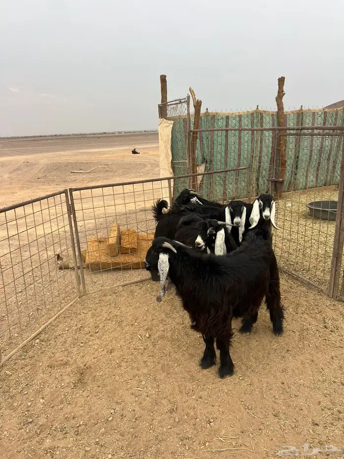 تيوس مخاصي جبره 0