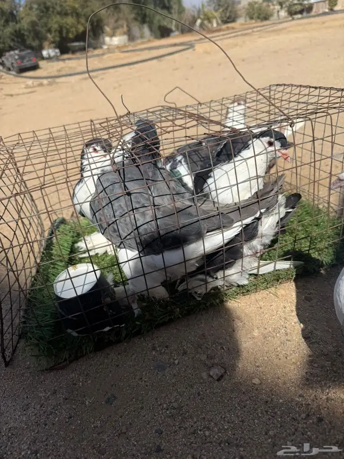 حمام بكستاني و فرنسي 1