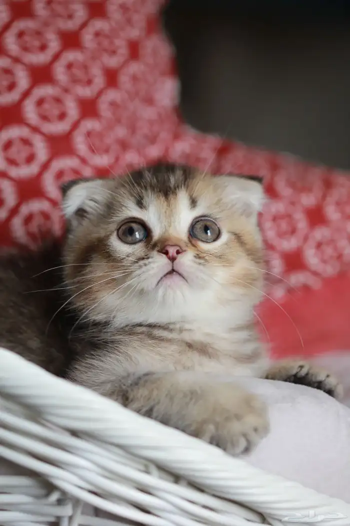 سكوتش فولد تايجر انثى 2