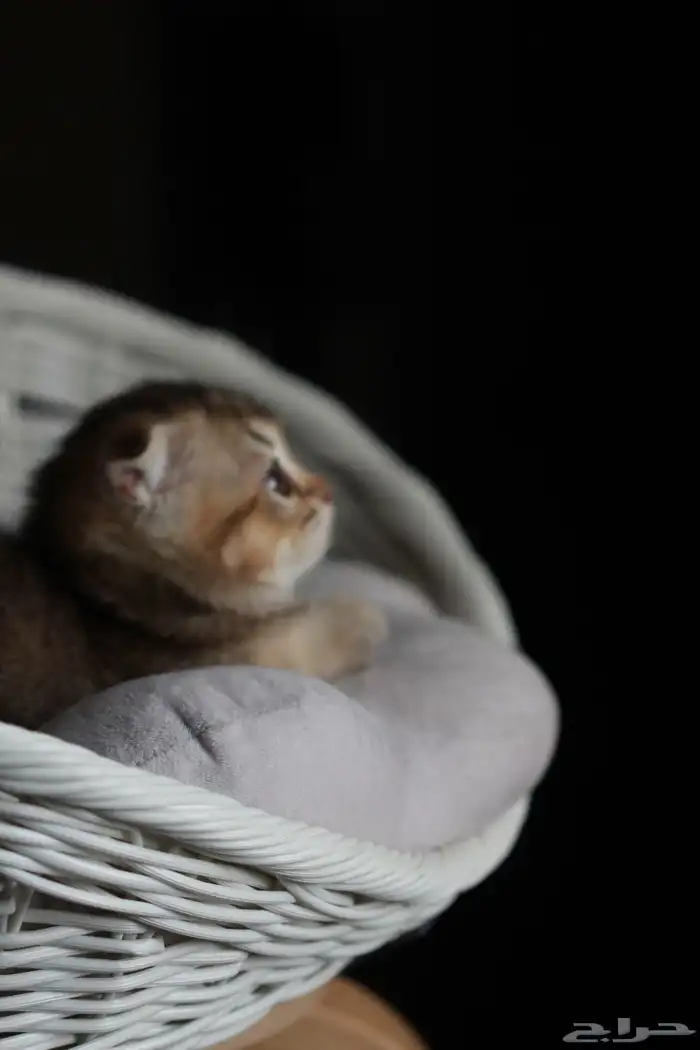 سكوتش فولد تايجر انثى 3