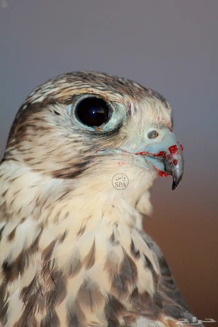 مطلوب صقر حر او وكري او جبليه او جير 0