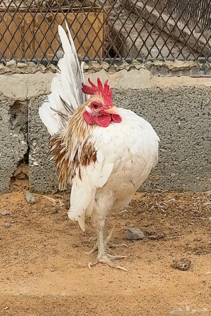 جوز دجاج سيرما منتج 0