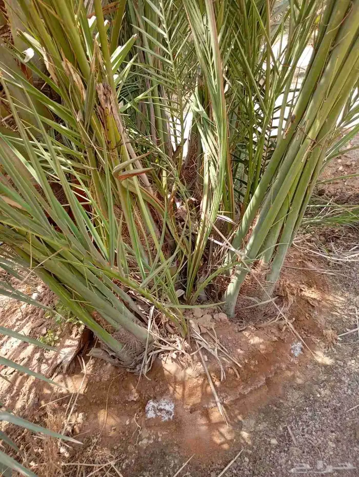 يوجد لدينا جميع النواع فسايل النخل العربي والجثايث 1