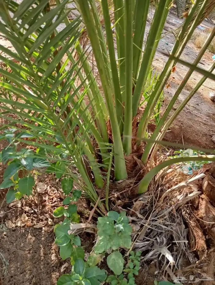 يوجد لدينا جميع النواع فسايل النخل العربي والجثايث 5