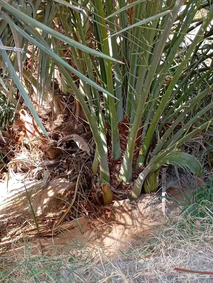 يوجد لدينا جميع النواع فسايل النخل العربي والجثايث 2