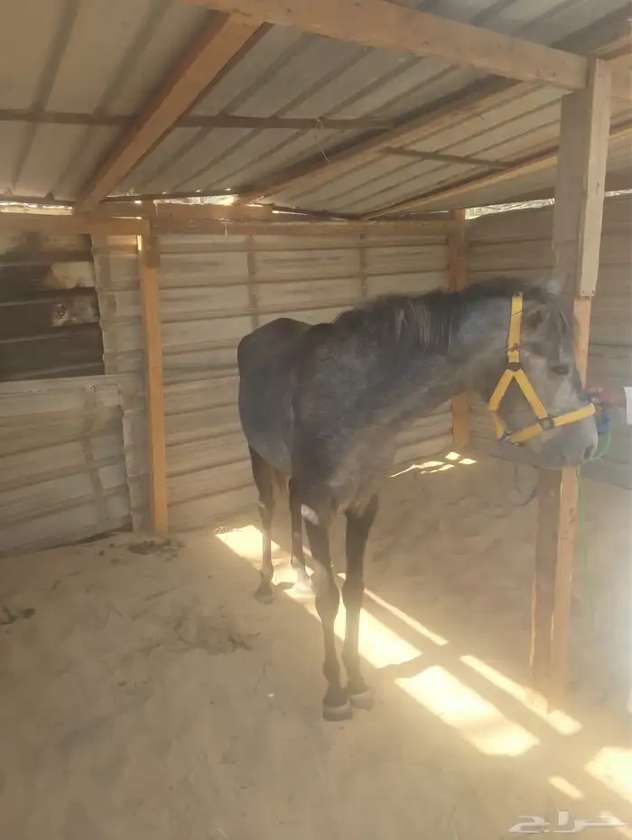 مهرشعبي للبيع العمر سنه ونص 0