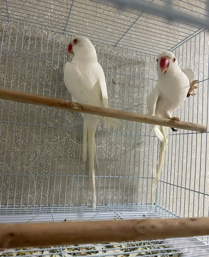 زوج درة البينو 0