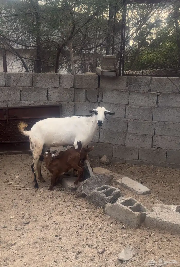 عنز والد للبيع 2